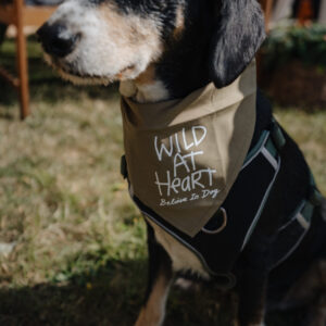 Dog Bandanas