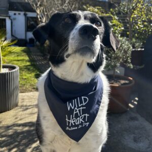 Dog Bandana