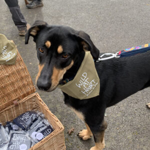 Dog Bandana