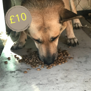 £10 Virtual Gift – Feed a Hungry Dog for a Month