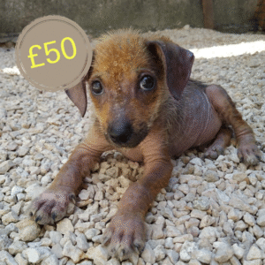 £50 Virtual Gift – Provide Emergency Medical Care for a Stray