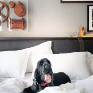 Partner Offer - The Laslett Hotel