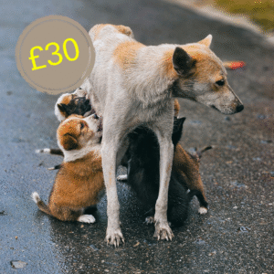 £30 Virtual Gift – Sterilise a Stray