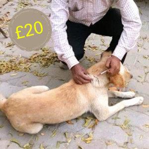 £20 Virtual Gift – Vaccinate a Vulnerable Stray