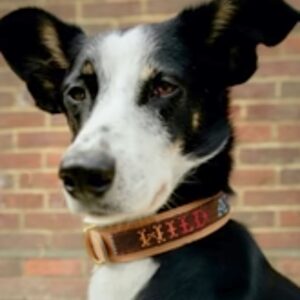Partner Offer - Wild at Heart Kenya Collars