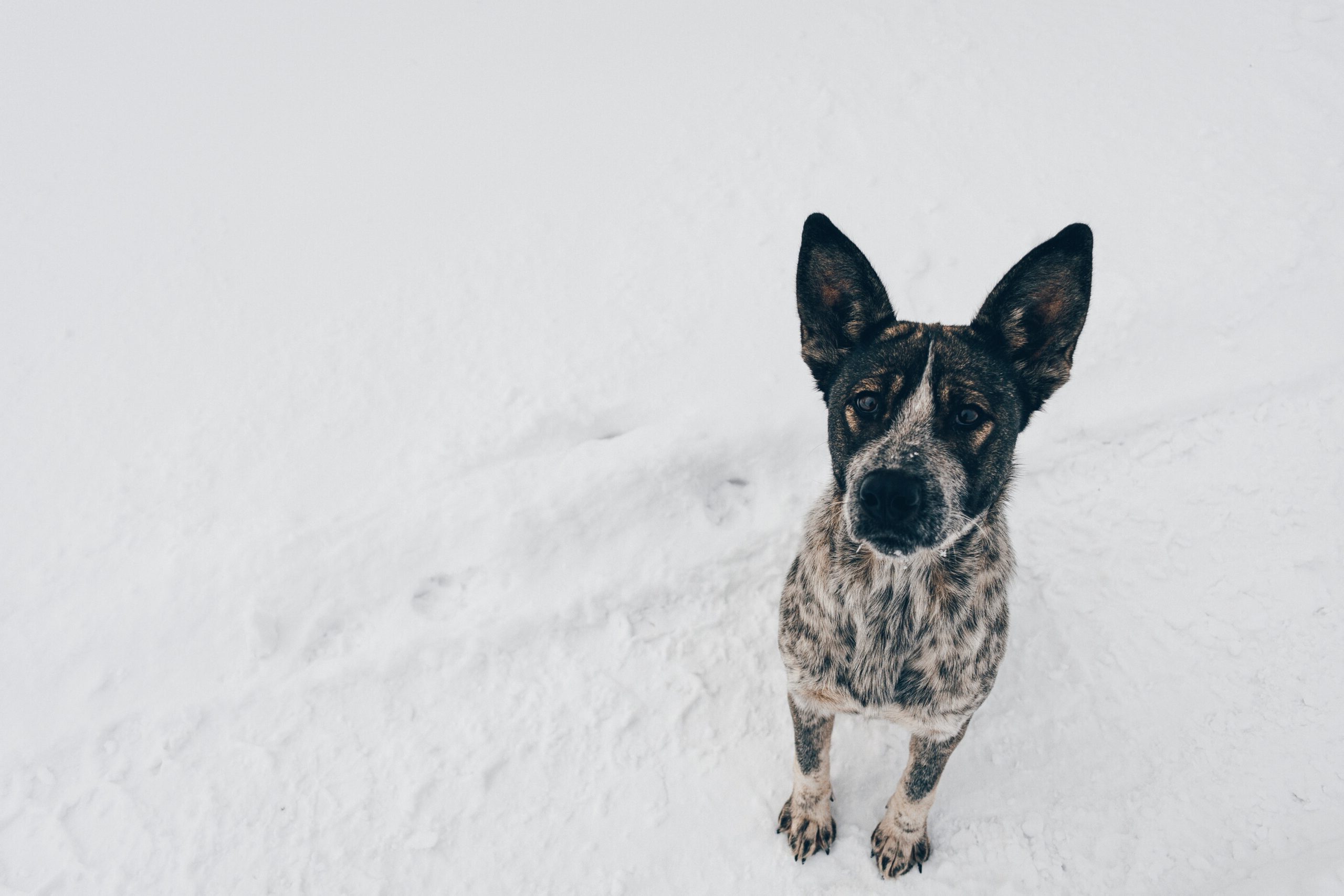 pexels-timson-foox-1713541