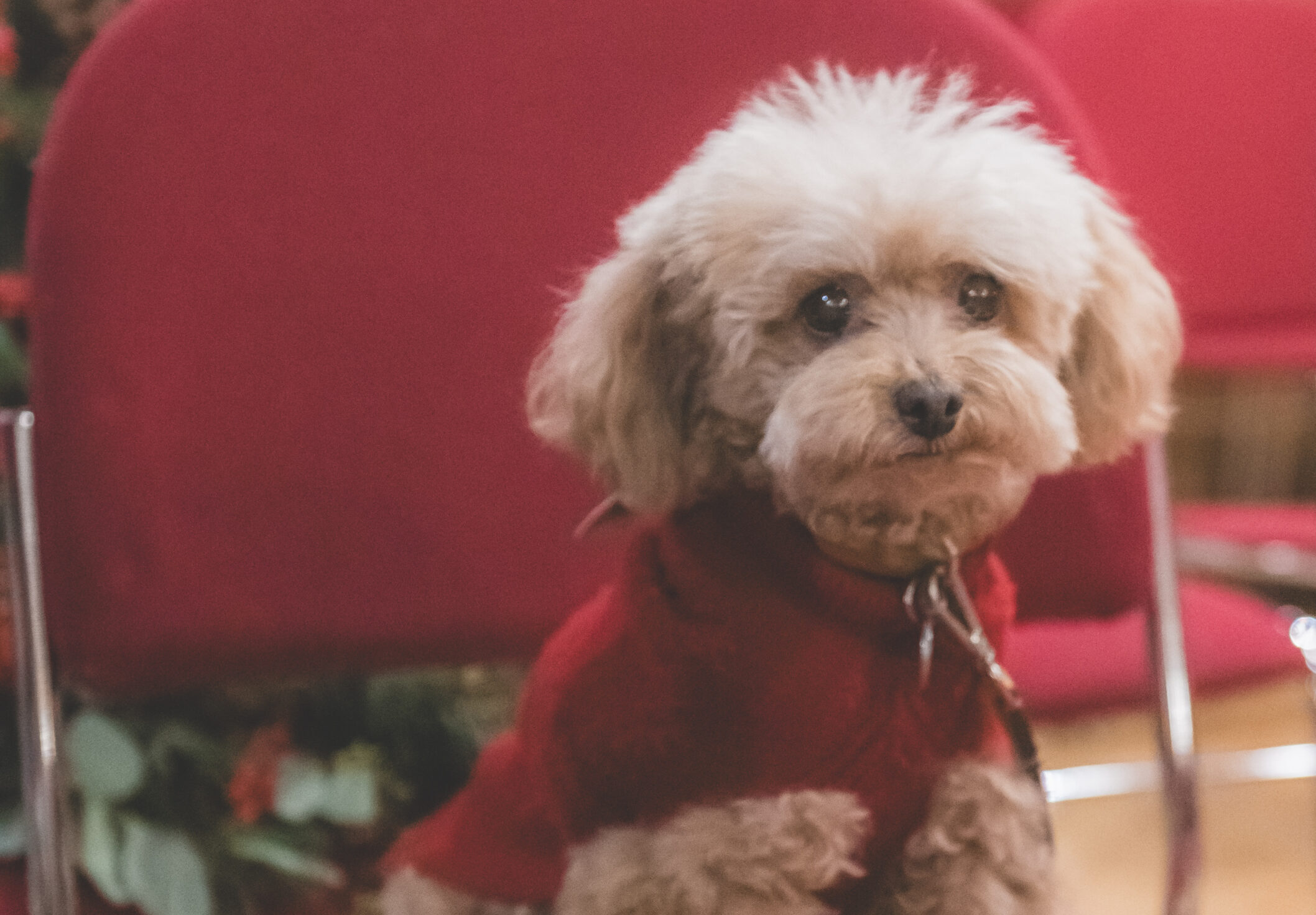 WAHFTails&Tidings2025Preview-by-@photobya4-40highres